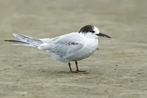 Texas Wildlife Impressions: Common Tern, Sterna hirundo