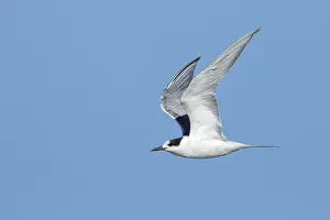 Flying Birds Impressions: Common Tern, Sterna hirundo