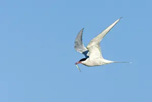 Common Tern Impressions: Common Tern, Sterna hirundo
