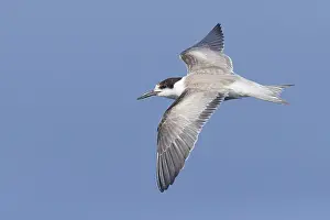 Laridae Family Birds Impressions: Common Tern, Sterna hirundo