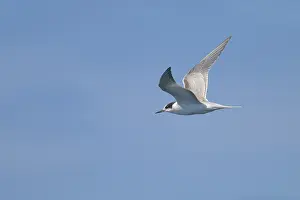 Common Tern In Flight Impressions: Common tern, Sterna hirundo