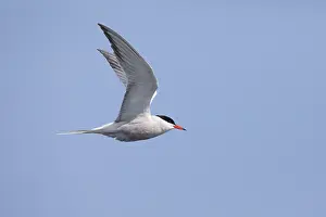 Ocean Birds In Flight Impressions: Common tern Sterna hirundo