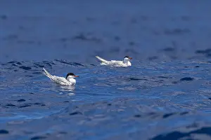 Migratory Birds Europe Impressions: Common Tern, Sterna hirundo