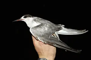 Asian Wildlife Images Impressions: Common Tern, Sterna hirundo