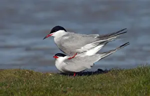 European Coastal Environment Impressions: Common Tern, Sterna hirundo