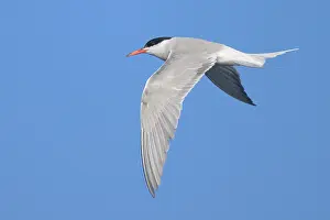 Sterna Hirundo Images Impressions: Common tern, Sterna hurundo