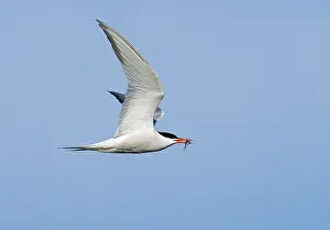 Sterna Hirundo Impressions: Common Tern;Sterna hirundo