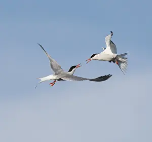Sterna Hirundo Impressions: Common Tern;Sterna hirundo