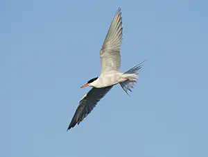 Bird Migration Patterns Europe Impressions: Common Tern;Sterna hirundo