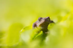 Bufo Bufo Impressions: Common Toad, Bufo bufo