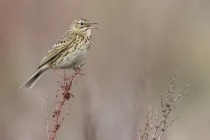 Argentina Nature Photography Impressions: Correndera Pipit, Anthus correndera
