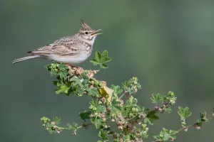 Crested Lark Impressions: Crested Lark