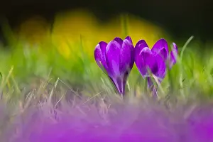 Purple Crocus Impressions: Crocus