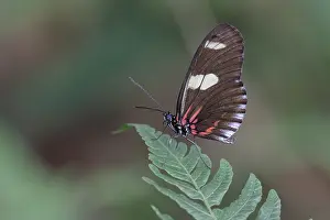 South American Butterflies Impressions: Doris Longwing (Heliconius doris)