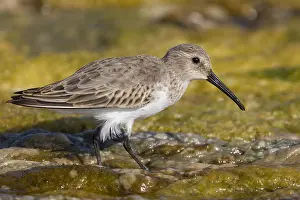 Calidris Alpina Species Impressions: Dunlin