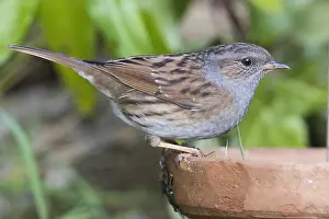 Prunella Modularis Species Impressions: Dunnock