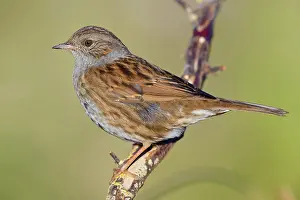 Nature Animal Photography Impressions: Dunnock