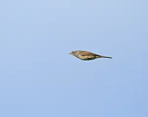 Prunella Modularis Species Impressions: Dunnock;Prunella modularis