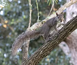 Eastern Gray Squirrel Impressions: Eastern gray squirrel, Sciurus carolinensis