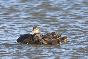 Common Eider Bird Impressions: Eider, Common Eider