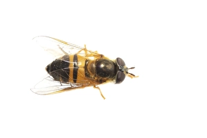 European Hoverfly Impressions: Epistrophe eligans