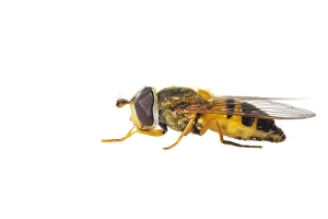 European Hoverfly Impressions: Epistrophe eligans