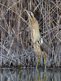 Botaurus Stellaris Habitat Impressions: Eurasian Bittern, Botaurus stellaris