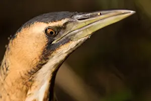 Botaurus Stellaris Impressions: Eurasian Bittern, Botaurus stellaris