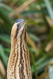 Nature Photography Switzerland Impressions: Eurasian Bittern, Botaurus stellaris