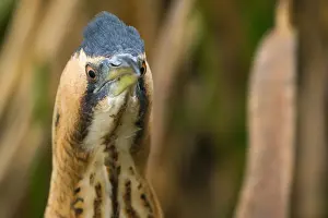 Botaurus Stellaris Impressions: Eurasian Bittern, Botaurus stellaris