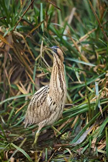 Botaurus Stellaris Impressions: Eurasian Bittern, Botaurus stellaris