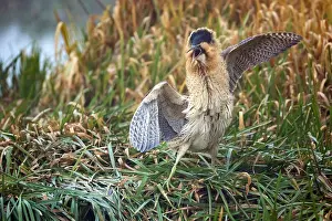 Botaurus Stellaris Impressions: Eurasian Bittern, Botaurus stellaris