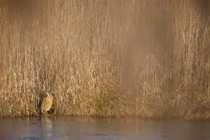 Botaurus Stellaris Habitat Impressions: Eurasian Bittern, Botaurus stellaris