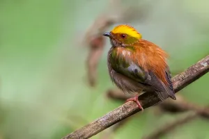 Peruvian Wildlife Photos Impressions: Fiery-capped Manakin
