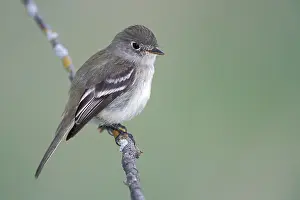North American Birds Images Impressions: Least Flycatcher