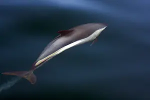 Striped Dolphin Impressions: Gestreepte Dolfijn, Striped Dolphin, Stenella coeruleoalba