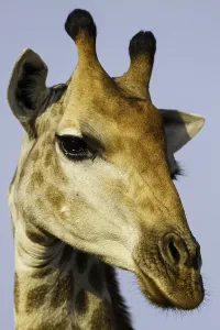 Giraffe Portrait Impressions: Giraffe