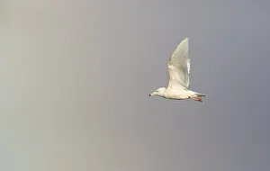Glaucous Gull Impressions: Glaucous Gull, Larus hyperboreus