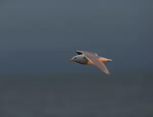 Blue Sky Nature Scenes Impressions: Glaucous Gull, Larus hyperboreus
