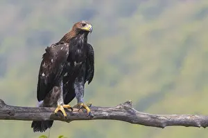 Nature Photography Italy Impressions: Golden Eagle
