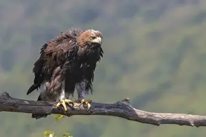 European Raptor Birds Impressions: Golden Eagle
