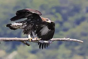 Golden Eagle Impressions: Golden Eagle
