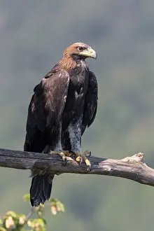 Aquila Chrysaetos Images Impressions: Golden Eagle