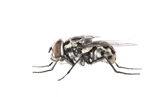 White Background Insect Photos Impressions: Graphomya maculata