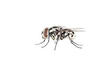 White Background Macro Photography Impressions: Graphomya maculata