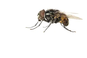 Garden Wildlife Photography Impressions: Graphomya maculata