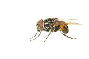 White Background Insect Images Impressions: Graphomya maculata