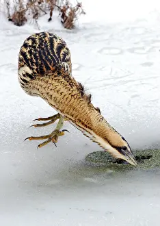 Botaurus Stellaris Habitat Impressions: Great Bittern, Botaurus stellaris