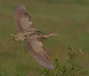 Botaurus Stellaris Impressions: Great Bittern, Roerdomp, Botaurus stellaris