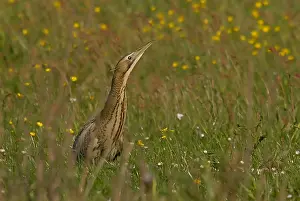 Great Bittern Impressions: Great Bittern, Roerdomp, Botaurus stellaris
